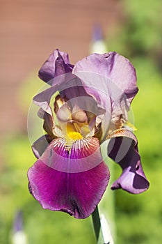 Iris